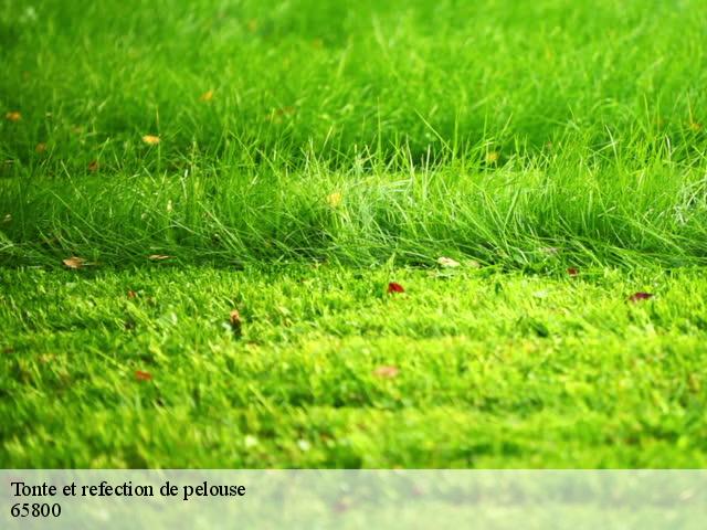 Tonte et refection de pelouse 65800