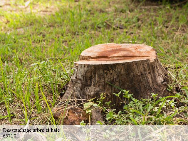 Dessouchage arbre et haie 65710